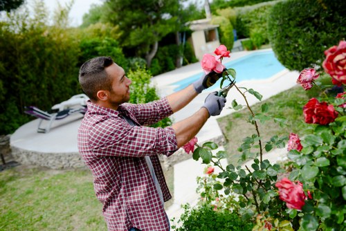 A man in a red and white checkered shirt and grey gloves is pruning a pink rose bush in a landscaped outdoor garden, which features a well-maintained grassy lawn, a curved paved patio area with a sun lounge, and a swimming pool bordered by lush green hedges and various shrubs. Tall trees and dense foliage provide a natural backdrop, while the overcast sky offers diffuse lighting that highlights the vibrant colours of the roses and greenery. The garden has a tidy, organized appearance, with defined flower beds and clear pathways, typical of professional gardening and landscaping services offered in Willesden. This scene illustrates routine garden maintenance and plant care as part of outdoor maintenance services, with the focus on maintaining healthy, attractive plants and a neat garden environment suitable for outdoor leisure and relaxation in a residential setting.